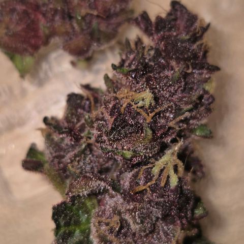 GMO COOKIES auto/zamnesia  growlog timeline photo