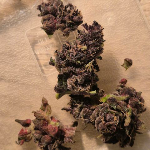GMO COOKIES auto/zamnesia  growlog timeline photo