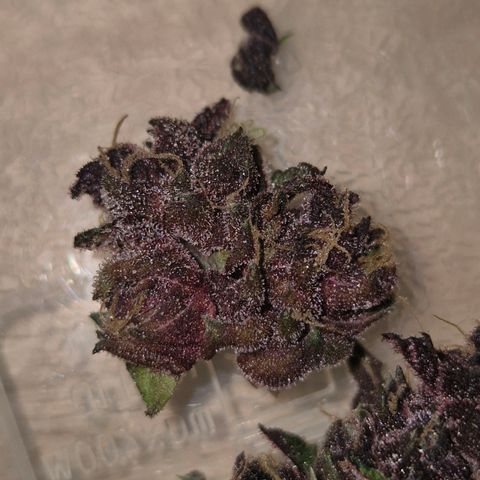 GMO COOKIES auto/zamnesia  growlog timeline photo