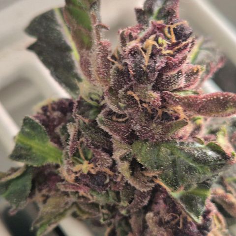 GMO COOKIES auto/zamnesia  growlog timeline photo