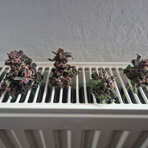 GMO COOKIES auto/zamnesia  growlog timeline photo