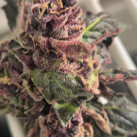 GMO COOKIES auto/zamnesia  growlog timeline photo