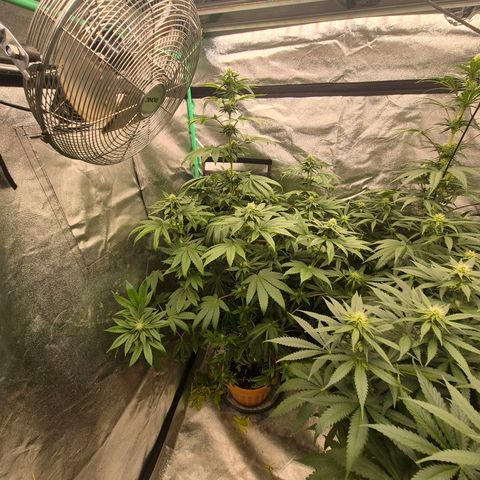 Tangerine dream ❤️ growlog timeline photo