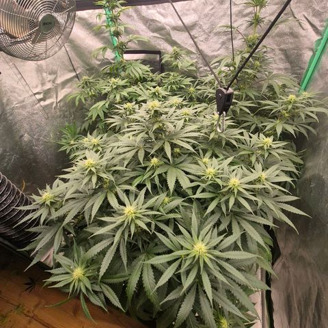 Silvi haze- silver haze (seed supplier) growlog timeline photo