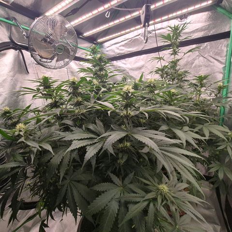 Bruci 🥰 - Bruce banner FEM - GNOMES SEEDS growlog timeline photo