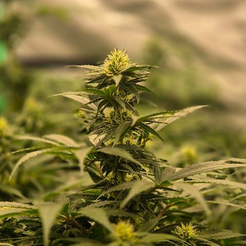 Bruci 🥰 - Bruce banner FEM - GNOMES SEEDS growlog timeline photo