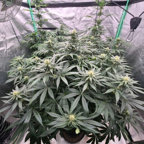 Tangerine dream ❤️ growlog timeline photo