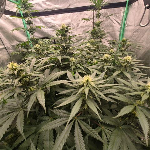 Bruci 🥰 - Bruce banner FEM - GNOMES SEEDS growlog timeline photo