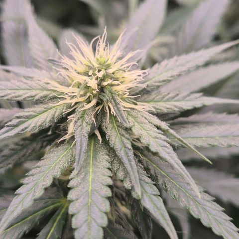 Bruci 🥰 - Bruce banner FEM - GNOMES SEEDS growlog timeline photo