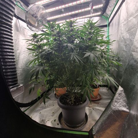 Bruci 🥰 - Bruce banner FEM - GNOMES SEEDS growlog timeline photo