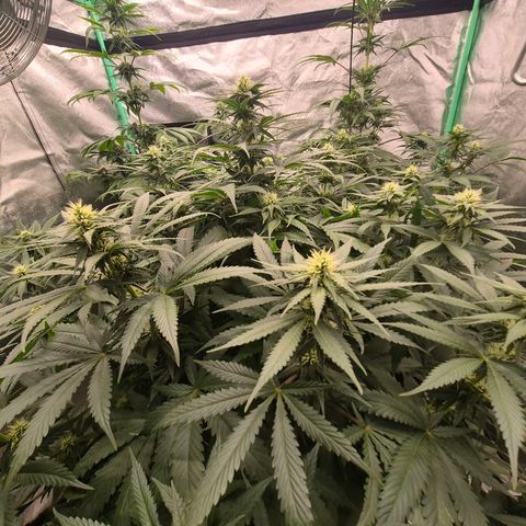 Bruci 🥰 - Bruce banner FEM - GNOMES SEEDS growlog timeline photo
