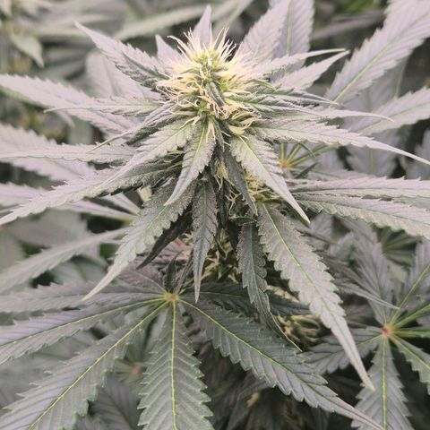 Bruci 🥰 - Bruce banner FEM - GNOMES SEEDS growlog timeline photo