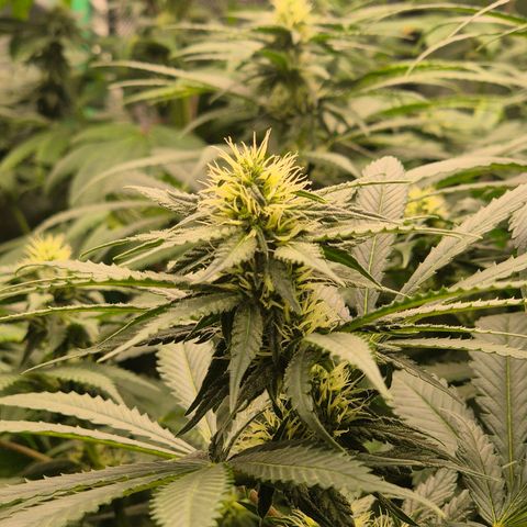 Bruci 🥰 - Bruce banner FEM - GNOMES SEEDS growlog timeline photo