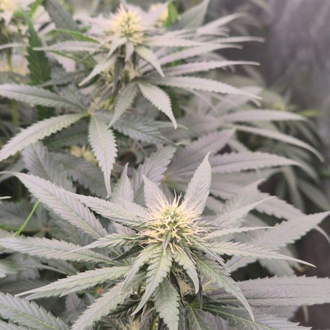 Bruci 🥰 - Bruce banner FEM - GNOMES SEEDS growlog timeline photo