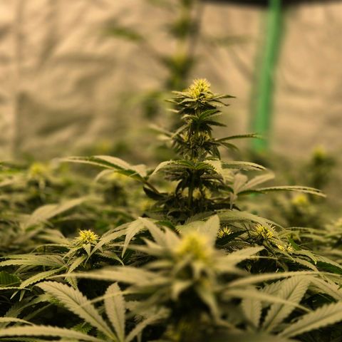 Bruci 🥰 - Bruce banner FEM - GNOMES SEEDS growlog timeline photo