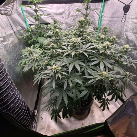 Bruci 🥰 - Bruce banner FEM - GNOMES SEEDS growlog timeline photo