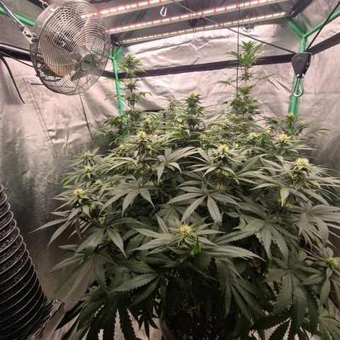 Silvi haze- silver haze (seed supplier) growlog timeline photo