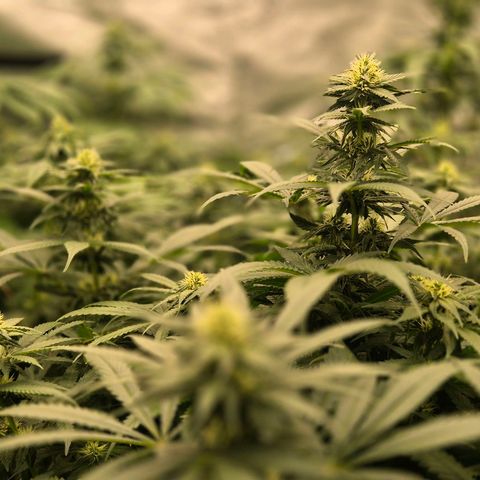 Bruci 🥰 - Bruce banner FEM - GNOMES SEEDS growlog timeline photo