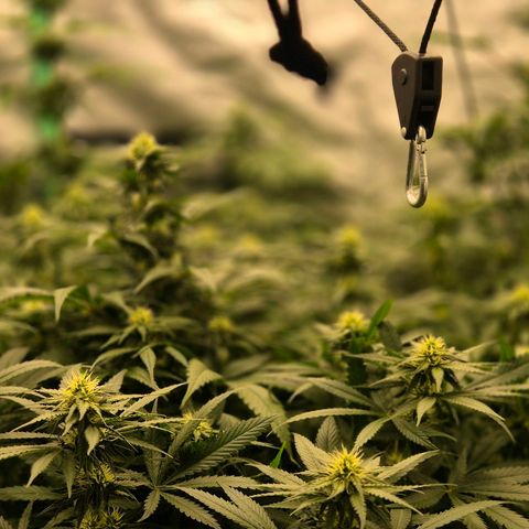 Bruci 🥰 - Bruce banner FEM - GNOMES SEEDS growlog timeline photo