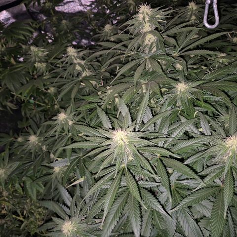 Bruci 🥰 - Bruce banner FEM - GNOMES SEEDS growlog timeline photo
