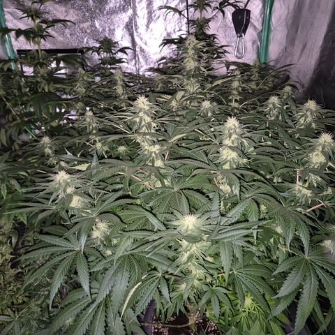 Bruci 🥰 - Bruce banner FEM - GNOMES SEEDS growlog timeline photo