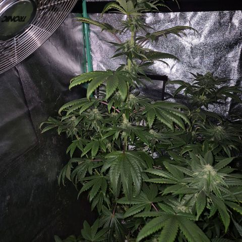 Tangerine dream ❤️ growlog timeline photo