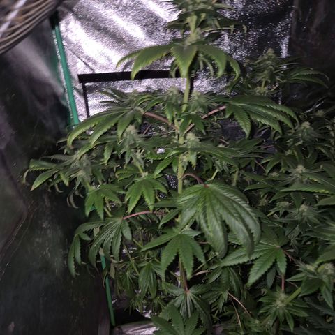 Tangerine dream ❤️ growlog timeline photo