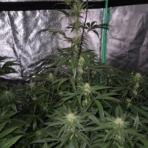 Silvi haze- silver haze (seed supplier) growlog timeline photo