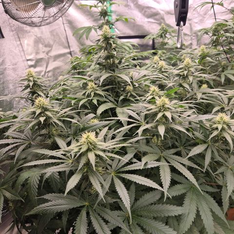 Bruci 🥰 - Bruce banner FEM - GNOMES SEEDS growlog timeline photo