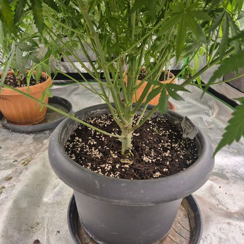 Bruci 🥰 - Bruce banner FEM - GNOMES SEEDS growlog timeline photo