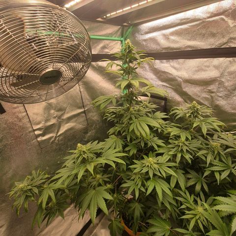 Tangerine dream ❤️ growlog timeline photo