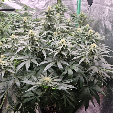 Bruci 🥰 - Bruce banner FEM - GNOMES SEEDS growlog timeline photo