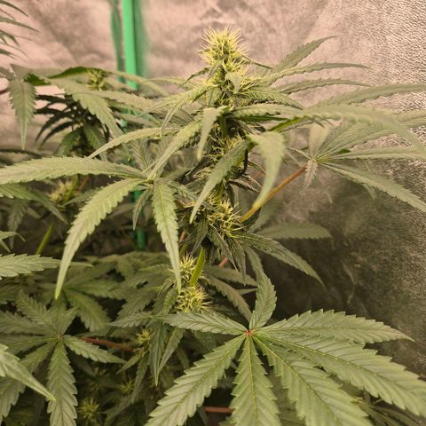 Silvi haze- silver haze (seed supplier) growlog timeline photo