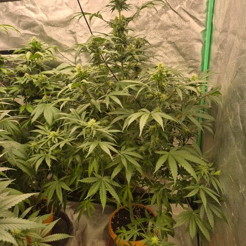 Silvi haze- silver haze (seed supplier) growlog timeline photo