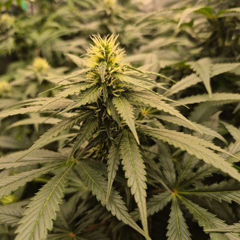 Bruci 🥰 - Bruce banner FEM - GNOMES SEEDS growlog timeline photo