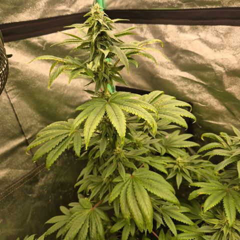 Tangerine dream ❤️ growlog timeline photo