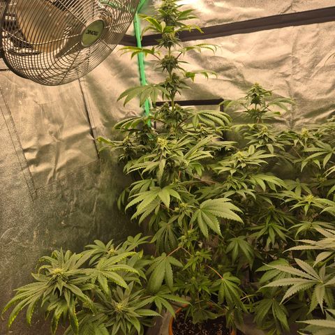 Tangerine dream ❤️ growlog timeline photo