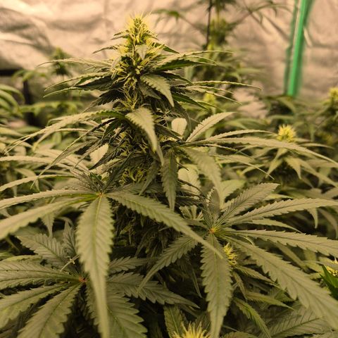Bruci 🥰 - Bruce banner FEM - GNOMES SEEDS growlog timeline photo