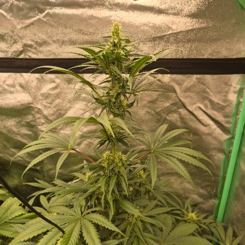 Silvi haze- silver haze (seed supplier) growlog timeline photo