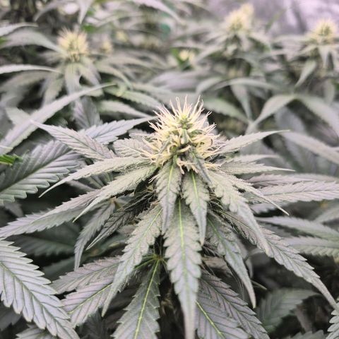 Bruci 🥰 - Bruce banner FEM - GNOMES SEEDS growlog timeline photo
