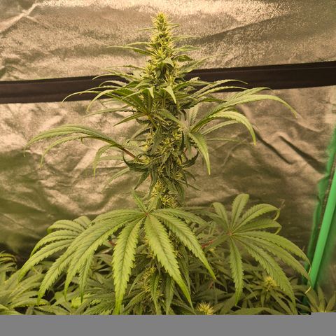 Silvi haze- silver haze (seed supplier) growlog timeline photo