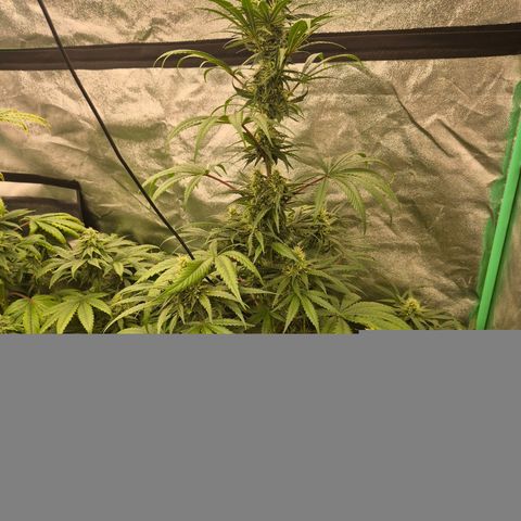 Silvi haze- silver haze (seed supplier) growlog timeline photo