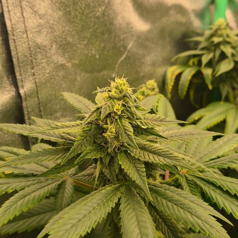 Tangerine dream ❤️ growlog timeline photo