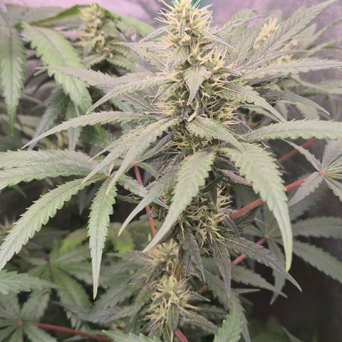 Silvi haze- silver haze (seed supplier) growlog timeline photo