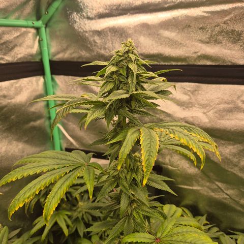 Tangerine dream ❤️ growlog timeline photo