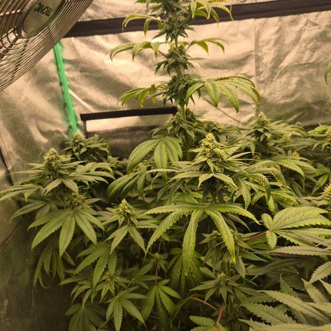 Tangerine dream ❤️ growlog timeline photo