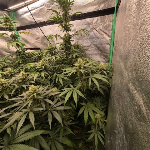 Silvi haze- silver haze (seed supplier) growlog timeline photo