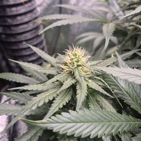 Bruci 🥰 - Bruce banner FEM - GNOMES SEEDS growlog timeline photo