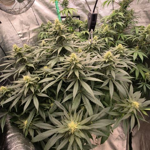 Bruci 🥰 - Bruce banner FEM - GNOMES SEEDS growlog timeline photo