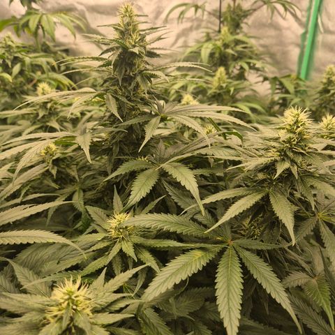 Bruci 🥰 - Bruce banner FEM - GNOMES SEEDS growlog timeline photo